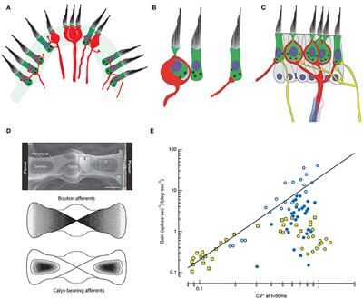 Simultaneous Dual Recordings From Vestibular Hair Cells and Their Calyx Afferents Demonstrate Multiple Modes of Transmission at These Specialized Endings